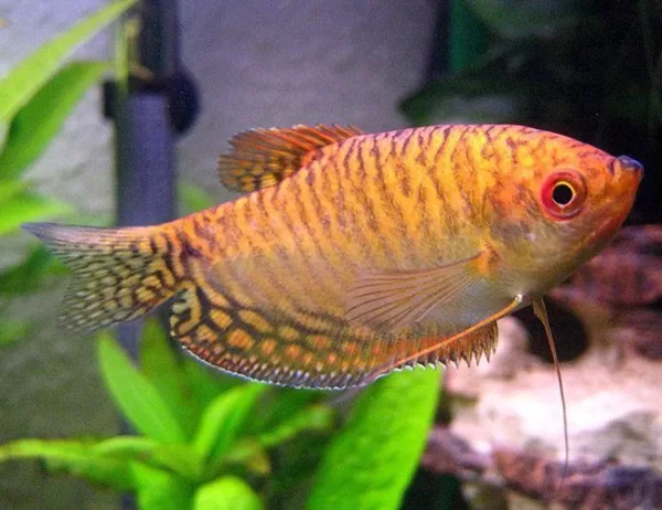 Gold Gourami