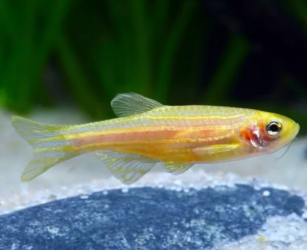 Gold Striped Danio