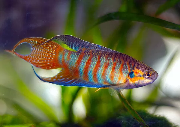 Paradise Gourami