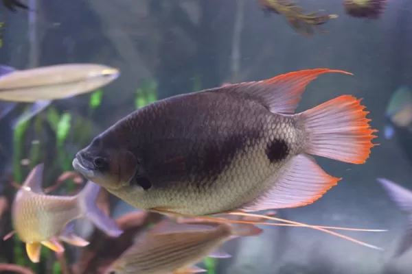 Giant Red Tail Gourami