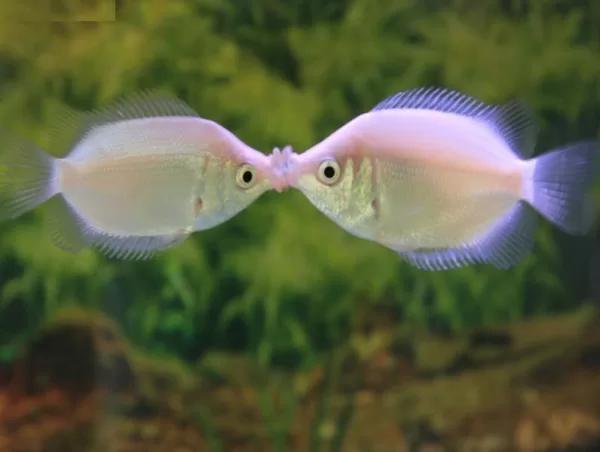 Pink Kissing Gourami