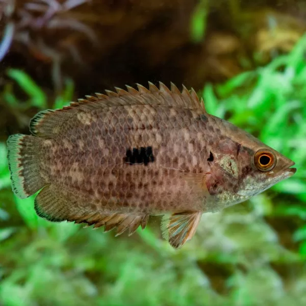 Mottled Ctenopoma