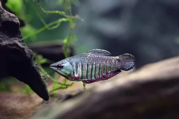 Samurai Gourami