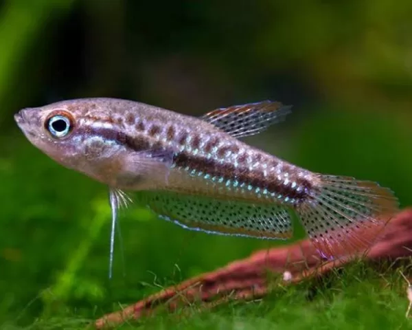 Sparkling Gourami