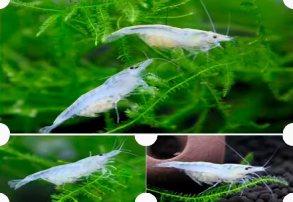 Snowball Shrimp